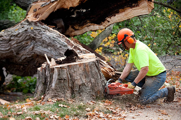 Trusted Beverly Hills, TX Tree Care Services Experts